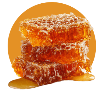 A honeycomb dripping with honey