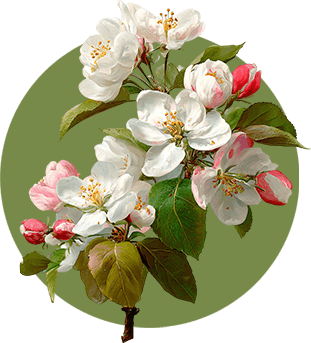 A bunch of apple blossoms