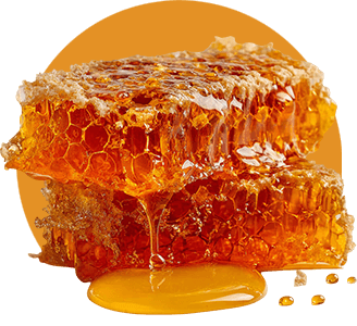 A honeycomb dripping with honey